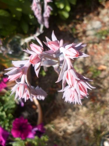 fleurs,plantes,plantes grasses,jardin,culture,potées,loisirs,été