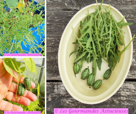 Pâtes tout en verdure (plantes sauvages, courgette, mélothries  roquette) (Vegan)