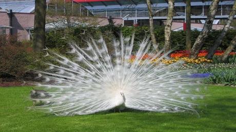 Pays Etranger - Les Pays bas 