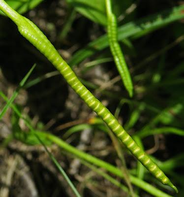 Ophioglosse vulgaire (Ophioglossum vulgatum)