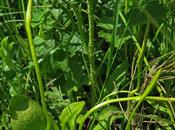 Ophioglosse vulgaire (Ophioglossum vulgatum)