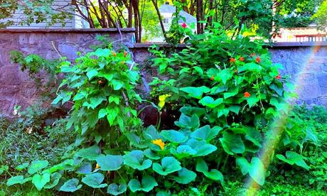 Champignons portobellos farcis aux lentilles Champignons portobellos farcis aux lentilles