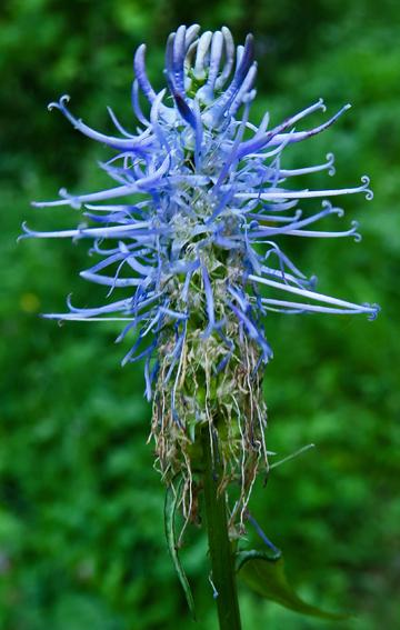Raiponce en épi (Phyteuma spicatum)