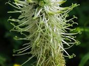 Raiponce (Phyteuma spicatum)