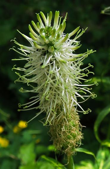 Raiponce en épi (Phyteuma spicatum)