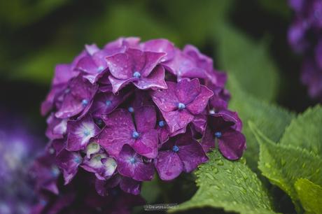 Fleur d’été : l’Hortensia