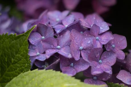 Fleur d’été : l’Hortensia