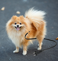 Le Chien Électrique