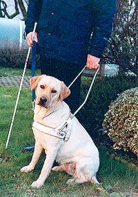 vie_quot_chien_guide Un chien, un sonotone?