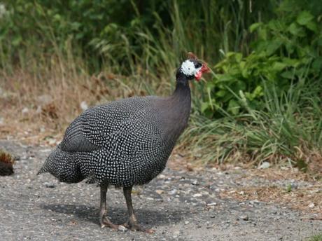 1180278964_pintade Oh Marie, si tu savais…