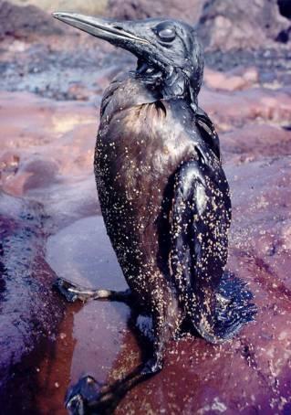 45657644oisseau-pollution-jpg Hydrocarbures, hydrordures…