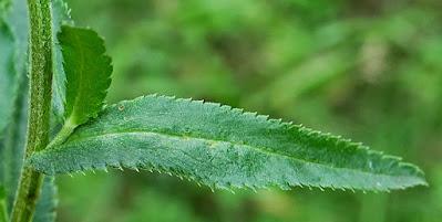 Achillée sternutatoire (Achillea ptarmica)