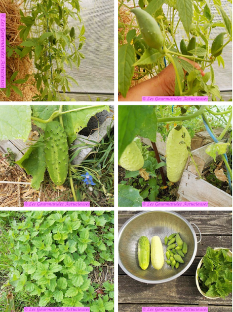 Riz en salade aux cyclanthères et aux concombres (Vegan) Riz en salade aux cyclanthères et aux concombres (Vegan)