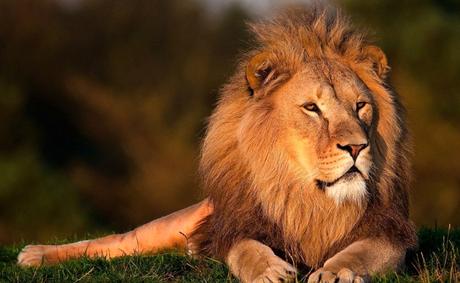 La police sud-africaine démantèle un vaste trafic de dents et griffes de lions