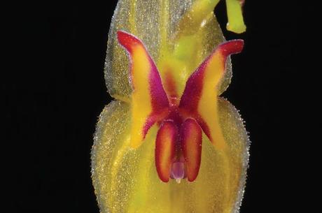 Equateur: Découverte de 3 nouvelles espèces d’orchidées dans le pays