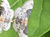 Quand acidalie rencontre autre