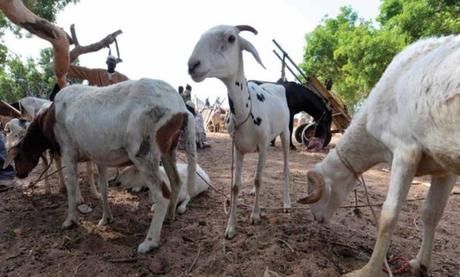 L’Afrique centrale engagée pour le contrôle et l’éradication de la peste des petits ruminants (PPR)