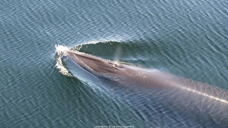 Petit rorqual photographié près du quai...