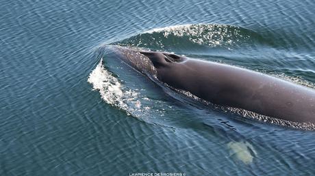 Petit rorqual photographié près du quai...