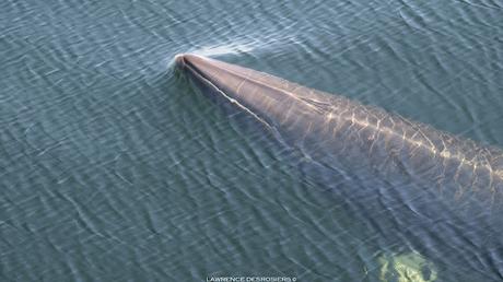 Petit rorqual photographié près du quai...