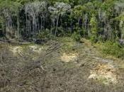 Brésil Déforestation l’Amazonie
