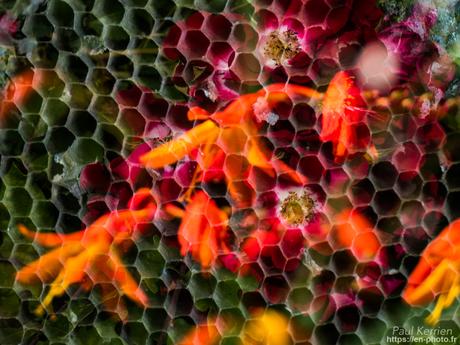 hexagones et fleurs en doubles et triple exposition #Bretagne #Finistère