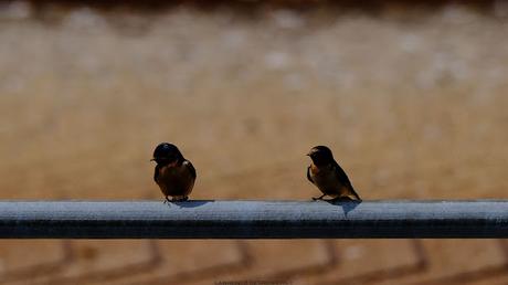 Les copains d'abord...