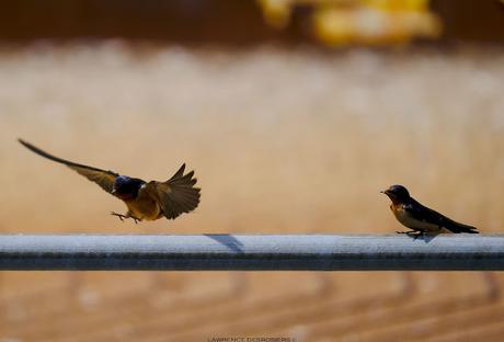 Les copains d'abord...