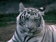 tigre blanc 4