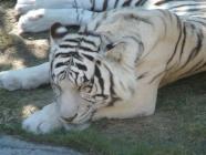 tigre blanc 6