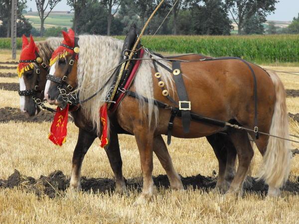 Un dimanche à la campagne