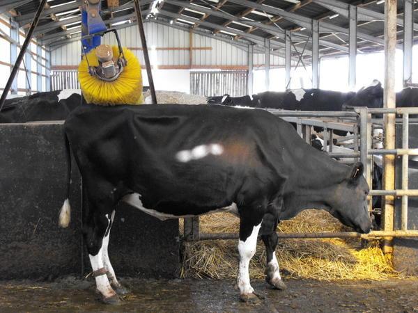 Un dimanche à la campagne