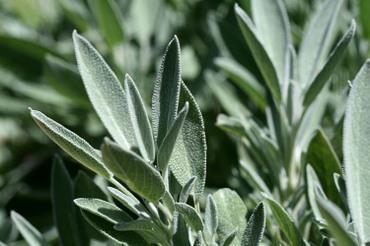 Sage_sauge_salva_salvia_officinalis Sage_sauge_salva_salvia_officinalis