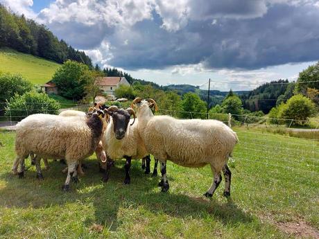 Bergerie des Chalots – Girmont-Val-d’Ajol (Vosges) Bergerie des Chalots – Girmont-Val-d’Ajol (Vosges)