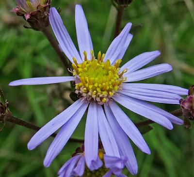 Aster amelle (Aster amellus)