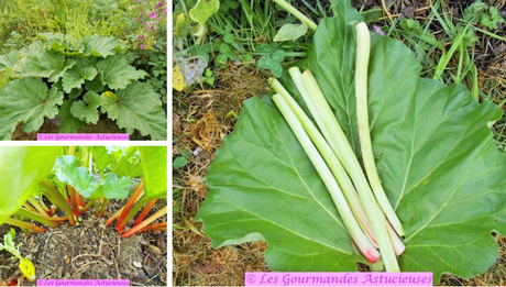Compotée prunes-rhubarbe (Vegan)