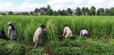Un champ d'Artemisia, à Madagascar