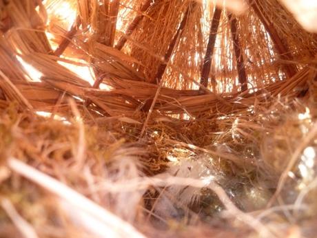 paille,nature,ficelle,nichoir,oiseau,nid,jardin,suspension