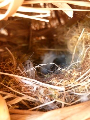 paille,nature,ficelle,nichoir,oiseau,nid,jardin,suspension