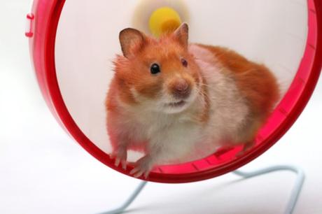 Sortir de la roue de hamster, de sa mélasse de vie dans laquelle on tourne