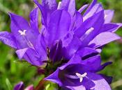 Campanule agglomérée (Campanula glomerata)