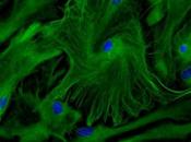 PLASTICITÉ CÉRÉBRALE rôle décisif astrocytes dans développement cognitif