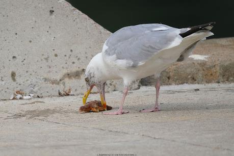 La loi de la nature...
