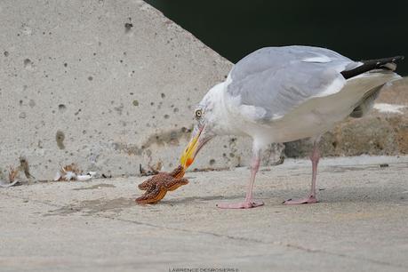 La loi de la nature...