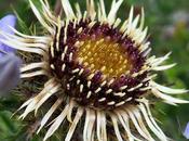 Carline vulgaire (Carlina vulgaris)