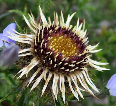 Carline vulgaire (Carlina vulgaris)