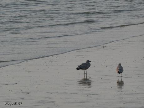 R.V Reflets #91 R.V Reflets #91