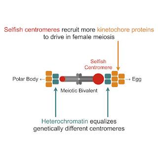 #Cell #centromères Des voies parallèles pour le recrutement de protéines effectrices déterminent l'entraînement et la suppression des centromères