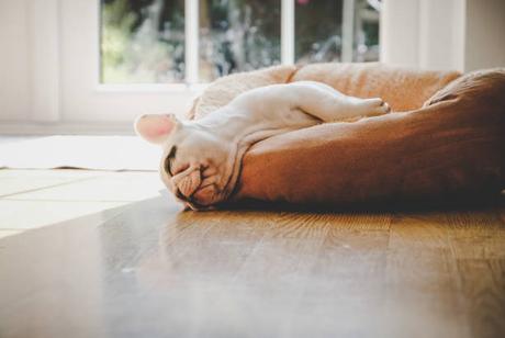 Combien de temps dort un chien par jour ?