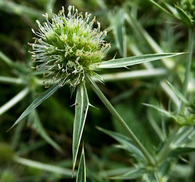 Panicaut des champs (Eryngium campestre)